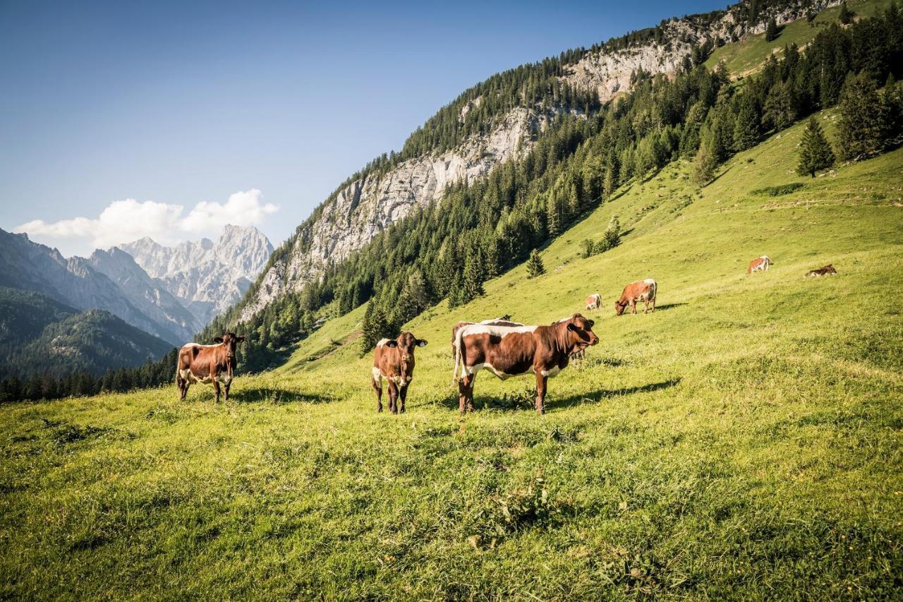 Exklusive Drachleck Mit 3 Schlafzimmern & Panoramabergblick In Bester Lage